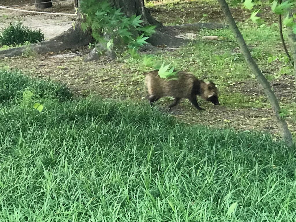 A surprise encounter with a raccoon at Jongmyo Shrine.