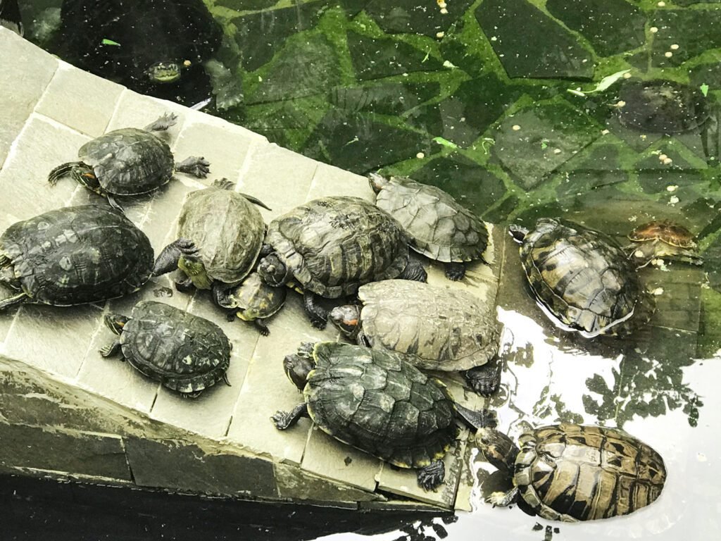 The turtle-filled pond at Jade Emperor Pagoda in Ho Chi Minh City, Vietnam. Solo travel for women. Planning a solo trip.
