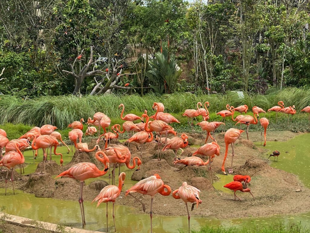 The vibrant American Flamingos – more orange than pink – and Scarlet Ibis at Bird Paradise.