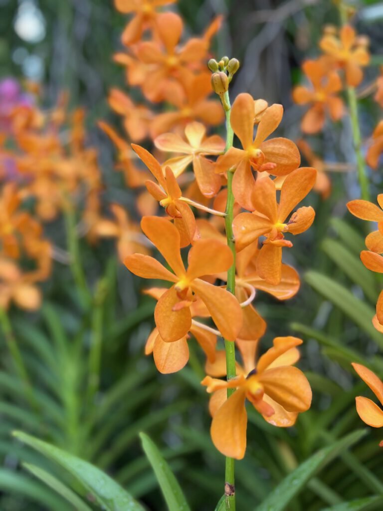 Orchids tumble from every corner at the Singapore Botanic Gardens.