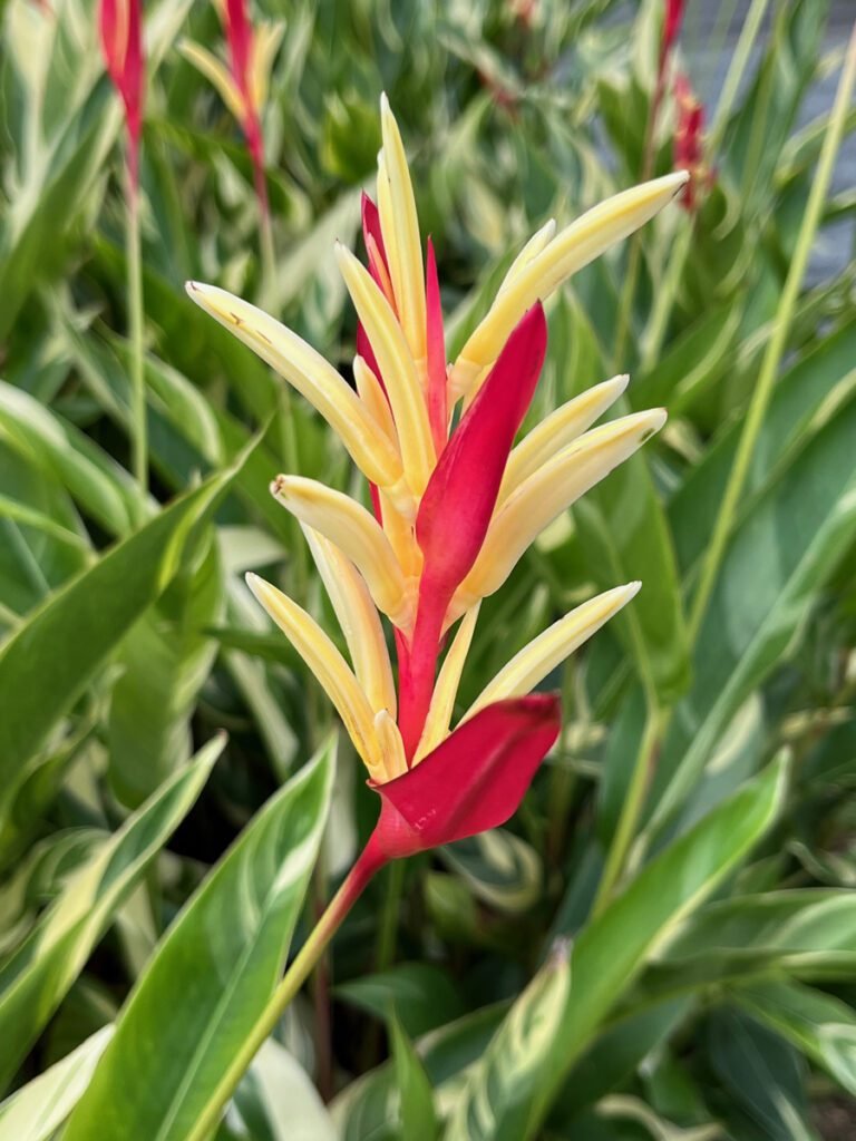 The Singapore Botanic Gardens also feature an area dedicated to ginger plants.