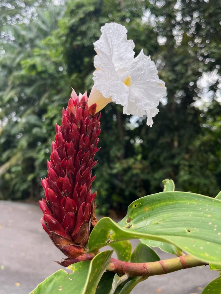 Ginger plants sometimes have extraordinary flowers!