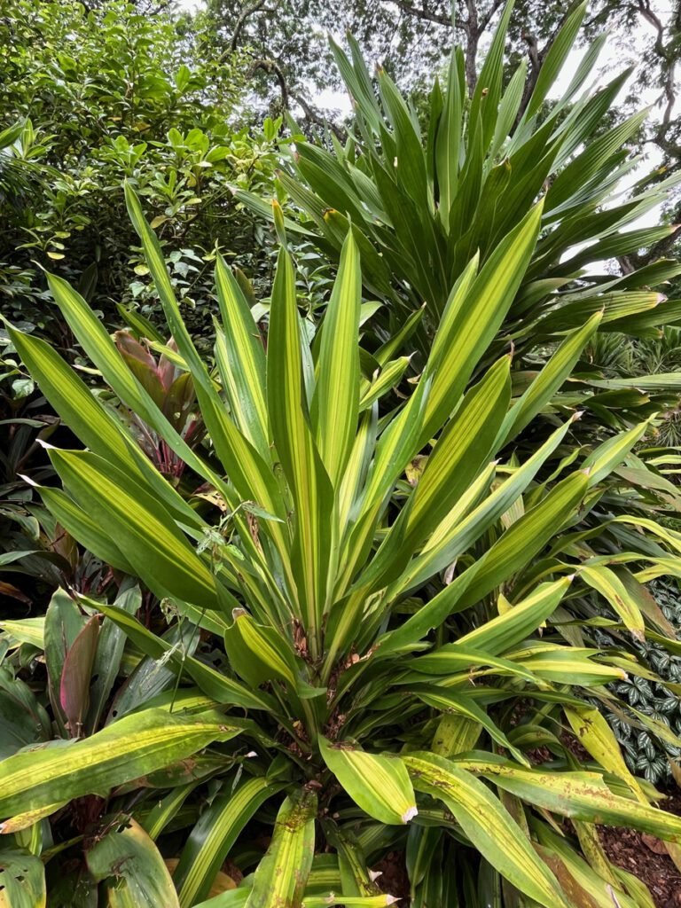 Lush greenery is everywhere to be seen, thriving in the heat, humidity, and frequent showers.