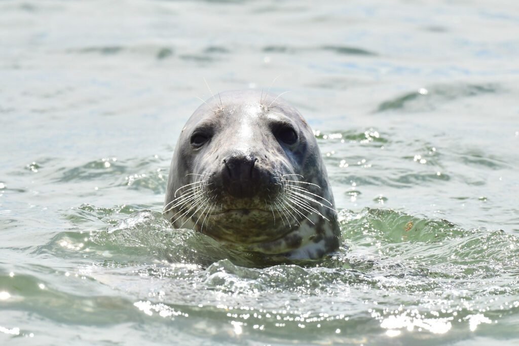 See a wide range of marine life, including seals, at the North Sea Oceanarium in Hirtshals, Denmark.