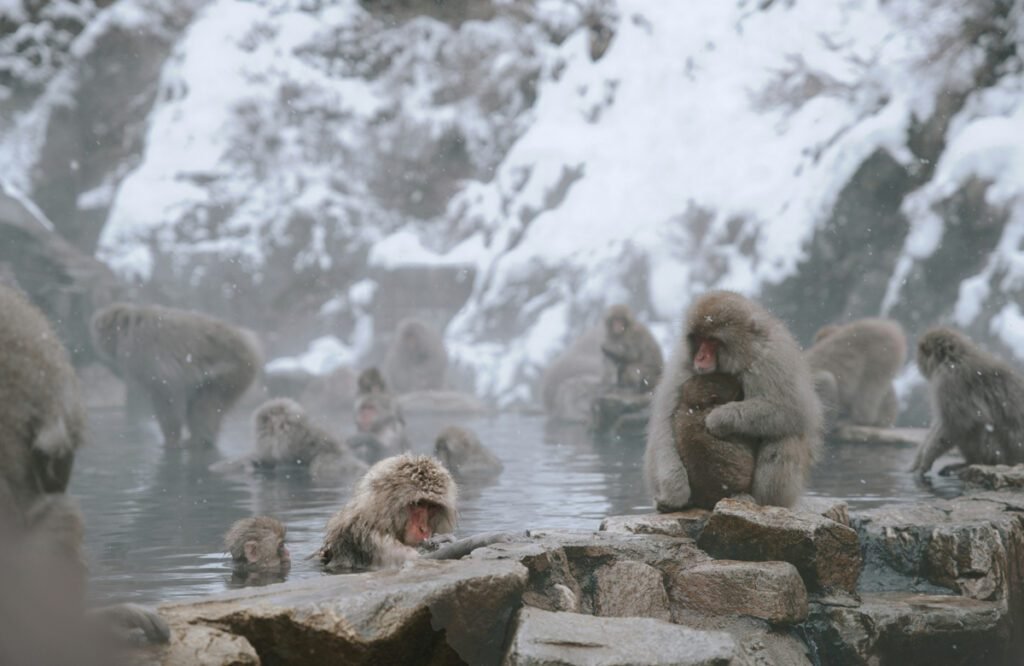 Snow Monkeys bathing in a natural Onsen or hot spring in Nagano Japan